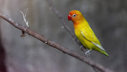 Lovebird seating in the leaves in the jungle