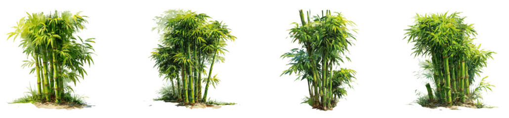 Four different bamboo plants isolated on transparent background