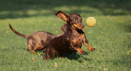Dachshund Leaps to Catch a Tennis Ball Mid-Air