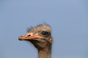 Close-up of an Ostrich Head