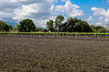 View of the beautiful cultivation fields on the fertile lands of the Valle del Cauca region in Colombia