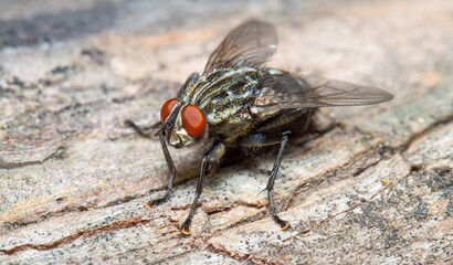 fly on leaf