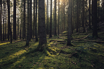 Fototapeta premium Lush green forest with sunlight through trees, Peaceful woodland nature landscape, forest background with tall trees,