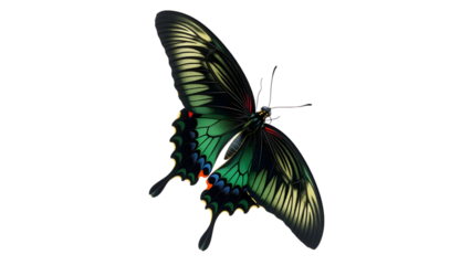 Exotic Green and Black Butterfly with Intricate Wing Patterns Isolated.