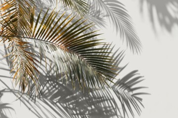 shadow overlay effects, realistic palm leaf shadow on transparent background, Natural shadow of tropical palm branch, mockup of shadow for product presentation, backdrop