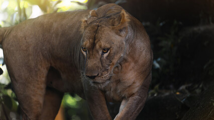 Beautiful lioness female lion in the forest