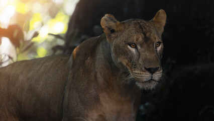 Beautiful lioness female lion in the forest