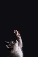Kitten Reaching Up with Paw