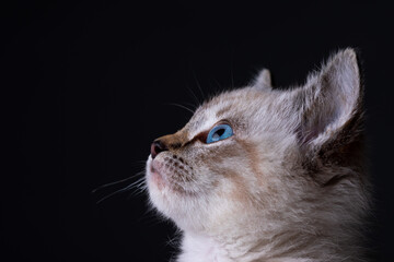 Kitten Profile with Blue Eyes