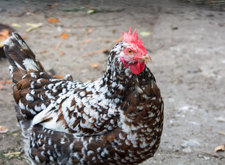 Schwedische Blumenhenne (Skånsk blommehöna),
Swedish Flower Hen (Skånsk blommehöna)