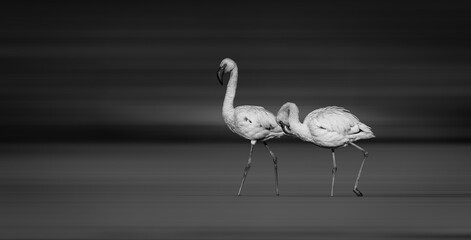 Lesser Flamingos in Shallow Wetland in monochrome