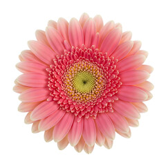 Fototapeta premium A vibrant pink gerbera daisy flower in full bloom, viewed from above, isolated on a clean white background.