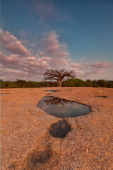 Baobab Reflection in Rock Pool at Sunset