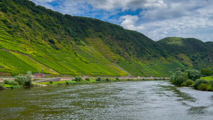 Obraz premium Wine region of the Mosel Valley. Wine tourism Cochem, Rhineland-Palatinate, Germany August 2, 2025