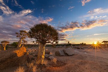 Landscape of a Quiver Tree with sun burst and thin clouds in dry desert artistic conversion