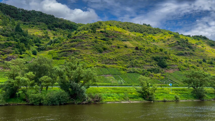 Obraz premium Wine region of the Mosel Valley. Wine tourism Cochem, Rhineland-Palatinate, Germany August 2, 2025