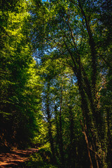 Fototapeta premium autumn forest in the morning