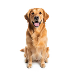 Obraz premium A beautiful golden retriever dog sitting and looking directly at the camera with a happy expression.