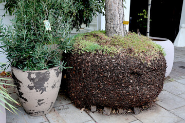 Pin sylvestre avec sa motte de terre