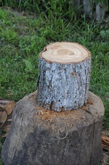Naklejka premium A log stands on a tree stump before being chopped with an axe. Close-up photo. Harvesting firewood for the winter.