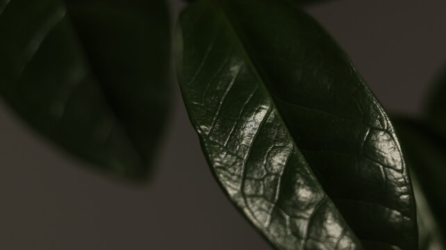 Glossy green leaf veins on dark tropical backdrop, abstract botanical texture with natural depth and soft organic contrast