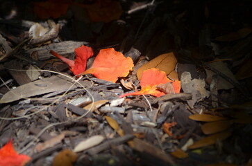 autumn leaves in the forest