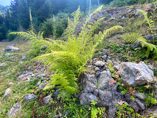 Bright green fern plants growing among rocky terrain on forested mountain slope in natural daylight