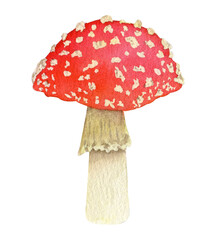 Hand drawn watercolor illustration of fly agaric mushroom, red cup with white spots, isolated on a transparent background	