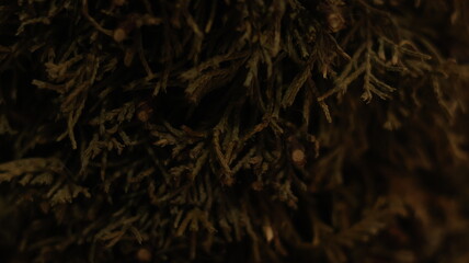 Dried conifer branches layered in moody warm light, close up botanical texture with needle-like...