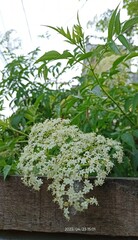 fresh herbs on a wooden background