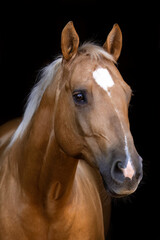 Obraz premium Palomino Quarter Horse gelding portrait against black background