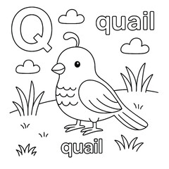 Illustration of a quail with the letter q and clouds in a black and white coloring book style image