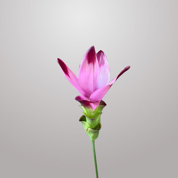 Curcuma alismatifolia su sfondo pastello