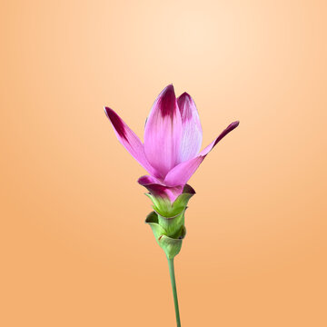 Curcuma alismatifolia su sfondo pastello