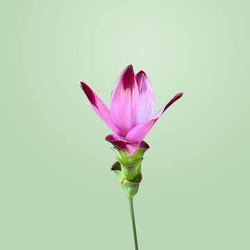Curcuma alismatifolia su sfondo pastello