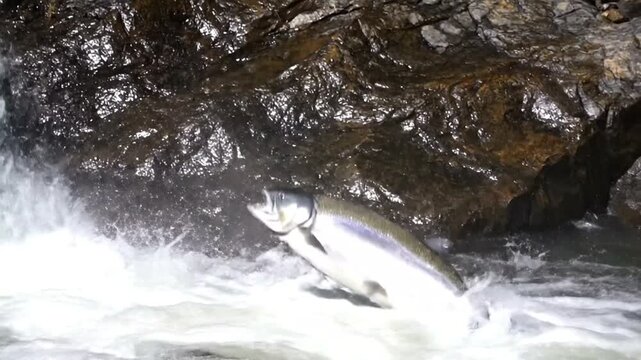 A powerful silver salmon leaps from the rushing water of a river, fighting the current to swim upstream against dark rocks.