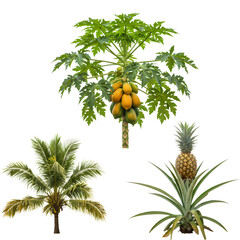 Fototapeta premium Tropical Fruits: Papaya, Pineapple, Coconut Plants - Vibrant Exotic Vegetation