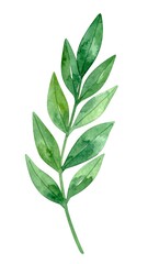 Naklejka premium Watercolor botanical sprig
