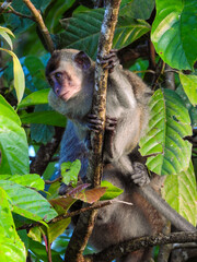 Juvenile Long-tailed Macaque Trying to Escape
