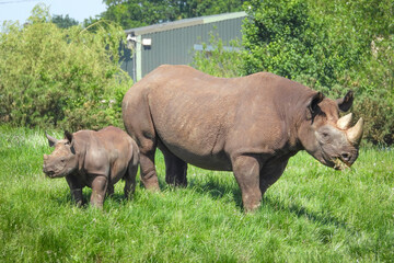 Fototapeta premium rhino and baby in the zoo