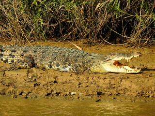 Saltwater Crocodile Resting on Riverbank
