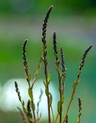 Naklejka premium Close-up of dark-hued plant sprigs