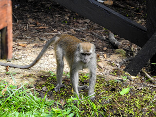Female Long-tailed Macaque Foraging