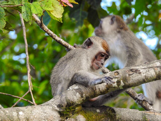 Baby Long-tailed Macaque Inspecting Branch