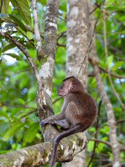 Baby Crab-eating Macaque Preparing to Climb