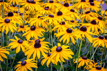 field of yellow flowers