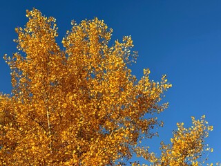 Yellow orange foliage against sky 