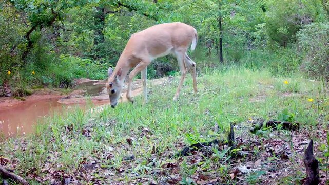 A button buck at a small creek on a spring evening, unsure of which way to go, taking his time