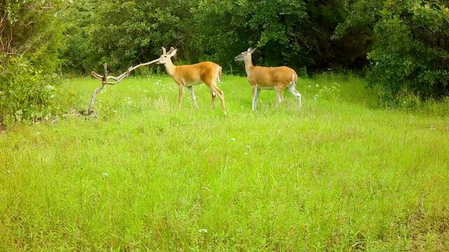 White-tailed doe and buck walking in an opening in the woods in summer, with a small fawn running into the view after them, bouncing around; in daylight