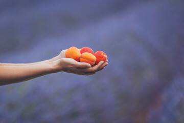 Hand holding fresh apricots amidst a dreamy lavender field during golden hour, capturing the essence of a serene summer day in nature's bounty